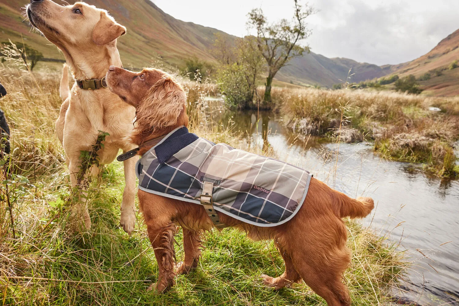 Barbour Wetherham Tartan Dog Coat