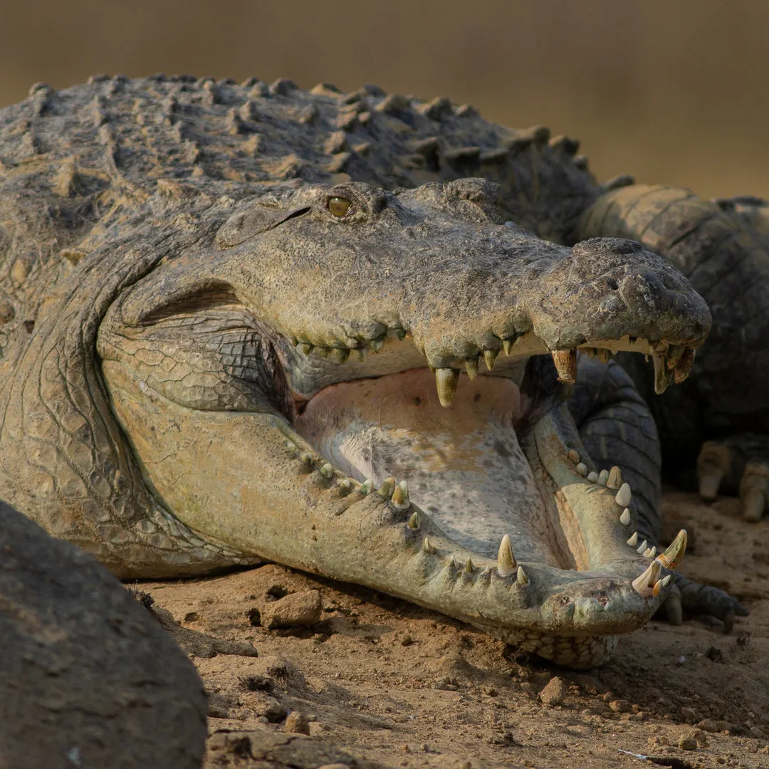 Dimension Nails - Terai-Duar Savanna - Mugger Crocodile